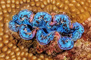 Shell Prints: Boring giant clam (Tridacna crocea) surrounded by Coral (Anthozoa sp)