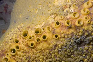 Boring Sponge (Cliona celata). Channel Islands, UK, May