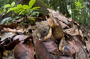 The Magic Moment Collection: Bornean horned frog (Megophrys nasuta) amongst leaf-litter on forest floor. Danum Valley