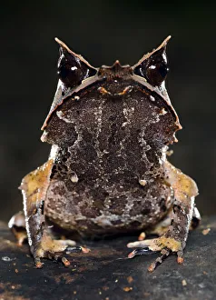 Amphibia Prints: Bornean horned frog (Megophrys nasuta) on forest floor. Danum Valley, Sabah, Borneo