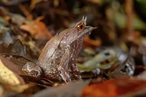 Forest Floor Prints: Bornean horned frog (Megophrys nasuta) male