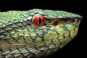Viper Prints: Bornean keeled pit viper (Tropidolaemus subannulatus) head portrait