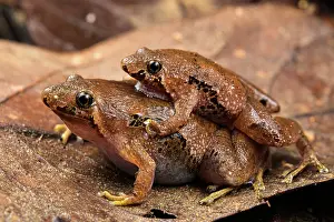 Amplexus Prints: Bornean narrow-mouthed frog (Microhyla malang) pair in amplexus whilst sitting on leaflitter