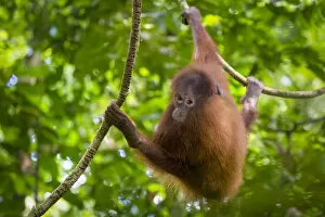 July 2021 Highlights Gallery: Bornean Orang-utan juvenile (Pongo pygmaeus wurmbii), Danum Valley, Sabah, Borneo