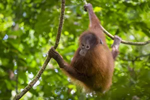 Orangutan Prints: Bornean Orang-utan juvenile (Pongo pygmaeus wurmbii), Danum Valley, Sabah, Borneo