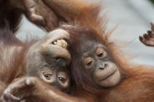 Animal Rehabilitation Gallery: Bornean orangutan (Pongo pygmaeus) sub-adult playing with infant sibling, aged 3 years