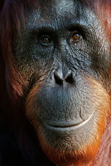 Bornean Orangutan (Pongo pygmaeus) female face portrait, Tanjung Puting reserve