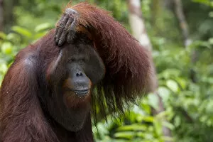 Orangutans Collection: Bornean Orangutan (Pongo pygmaeus) male with hand on his head, Camp Leakey, Tanjung