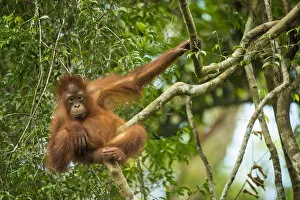 Orangutans Collection: Bornean orangutan (Pongo pygmaeus) baby in tree, Tanjung Puting National Park, Borneo-Kalimatan