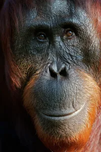 Bornean Orangutan (Pongo pygmaeus) female face portrait, Tanjung Puting reserve