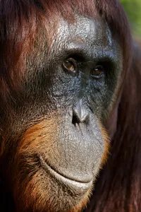 Bornean Orangutan (Pongo pygmaeus) female face portrait, Tanjung Puting reserve, Camp Leakey