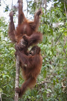 Two Bornean orangutan (Pongo pygmaeus) infants, aged 4 years, playing together, Tanjung