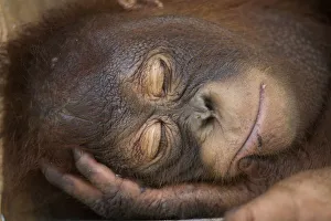 Bornean orangutan (Pongo pygmaeus) juvenile sleeping peacefully, Nyaru Menteng Care Centre