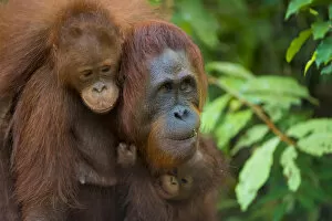 Orangutans Collection: Bornean orangutan (Pongo pygmaeus) mother and babies, Tanjung Puting National Park
