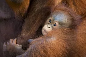 Orangutans Collection: Bornean orangutan (Pongo pygmaeus) mother and baby, Tanjung Puting National Park