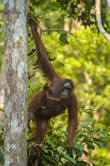 Orangutan Prints: Bornean orangutan (Pongo pygmaeus) mother and infant climbing trees