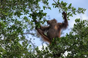 Orangutan Prints: Bornean orangutan (Pongo pygmaeus) sub-adult