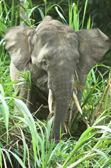 Elephants Gallery: Bornean pygmy elephant (Elephas maximus boreensis) young male feeding. Kinabatangan