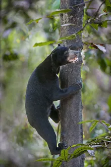 Bornean sun bear (Helarctos malayanus euryspilus) climbing tree at Bornean Sun Bear