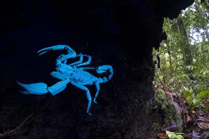 South East Asia Prints: Borneo giant forest scorpion (Heterometrus longimanus) resting inside a fallen hollow log