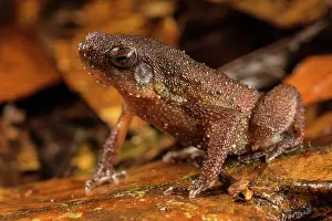 Shape Prints: Borneo grainy frog (Kalophrynus heterochirus) sitting in leaflitter