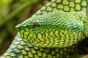 Pit Viper Prints: Borneo pit viper (Tropidolaemus subannulatus) portrait