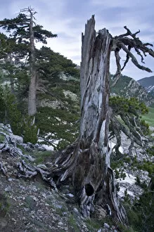 Images Dated 30th May 2009: Bosinian pine (Pinus leucodermis) dead trunk, Pollino National Park, Basilicata, Italy