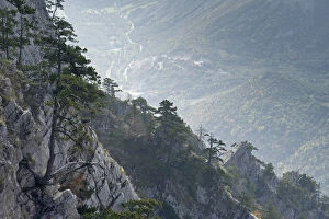 Images Dated 5th November 2008: Bosnian pine (Pinus leucodermis) trees growing on rocks with river in the valley below