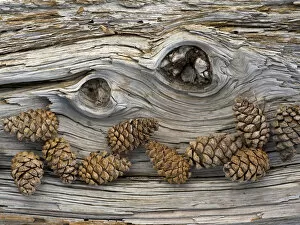 Images Dated 31st May 2009: Bosnian pine (Pinus leucodermis) close-up fallen trunk bark with cones, Pollino National Park