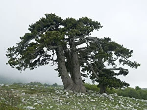 Plants Gallery: Bosnian pine (Pinus leucodermis) trees, Pollino National Park, Basilicata, Italy