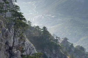 Claudia Muller Prints: Bosnian pine (Pinus leucodermis) trees growing on rocks with river in the valley below
