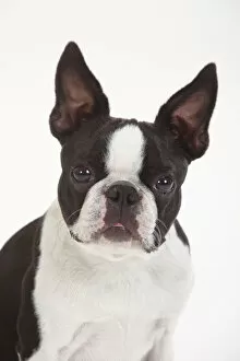 Animal Head Gallery: Boston Terrier, head portrait of male