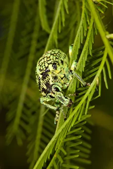 Botany Bay diamond weevil (Chrysolopus spectabilis) close up, Toowoomba, Queensland, Australia