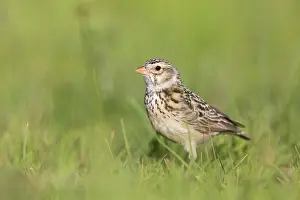 Alaudidae Prints: Botha's lark (Spizocorys fringillaris) standing on grass