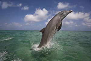 Dolphins Collection: Bottle-nosed dolphin (Tursiops truncatus) breaching, Bay Islands, Honduras, Caribbean