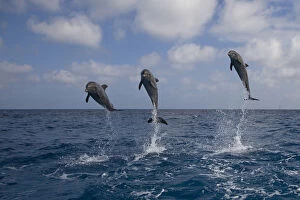 Three Bottle-nosed dolphins (Tursiops truncatus) breaching, Bay Islands, Honduras, Caribbean