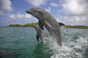 Dolphins Collection: Two Bottle-nosed dolphins (Tursiops truncatus) breaching, Bay Islands, Honduras, Caribbean