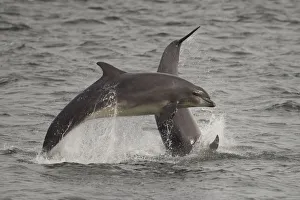 Bottlenose Prints: Bottle-nosed dolphins (Tursiops truncatus) breaching, Fortrose, Moray Firth, Scotland