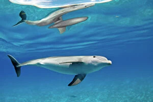 Dolphins Collection: Bottlenose dolphin (Tursiops truncatus) with surface reflection, in shallow water over a sand bank