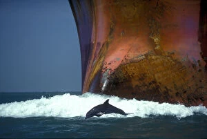 Bottlenose dolphin (Tursiops truncatus) playing in the waves of an oil tanker, Port Aransas