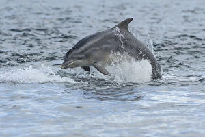 Images Dated 4th June 2017: Bottlenose dolphin (Tursiops truncatus) porpoising, Moray Firth, Highlands, Scotland, UK