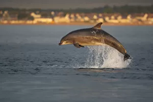 Bottlenose dolphin (Tursiops truncatus) breaching in evening light, Moray Firth, Inverness-shire