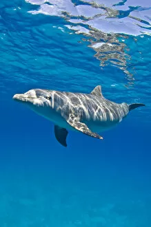 Images Dated 25th July 2008: Bottlenose dolphin (Tursiops truncatus) swimming beneath a calm sea surface. Sandy Ridge