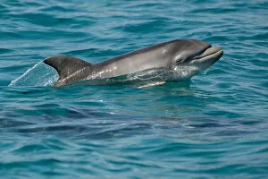 Images Dated 25th September 2014: Bottlenose dolphin (Tursiops truncatus) baby age two weeks porpoising, Sado Estuary