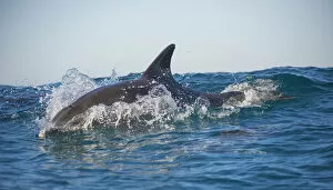 Dolphins Collection: Bottlenose dolphin (Tursiops truncatus) porpoising at surface, Port St Johns, South
