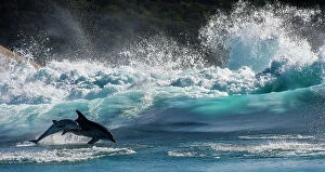 Wave Gallery: Bottlenose Dolphin (Tursiops truncatus) mother and calf porpoising during annual Sardine run