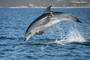 2019 May Highlights Collection: Bottlenose dolphin (Tursiops truncatus) porpoising, Sado Estuary, Portugal. October