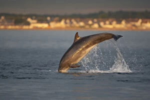Images Dated 7th August 2010: Bottlenose dolphin (Tursiops truncatus) breaching in evening light, Moray Firth, Inverness-shire