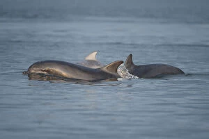 Images Dated 7th August 2010: Bottlenose dolphin (Tursiops truncatus) group surfacing in evening light, Moray Firth