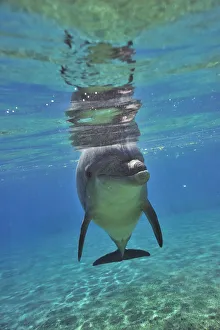 Bottlenose dolphin (Tursiops truncatus) approaching with curiosity, Dolphin Reef, Eilat, Israel